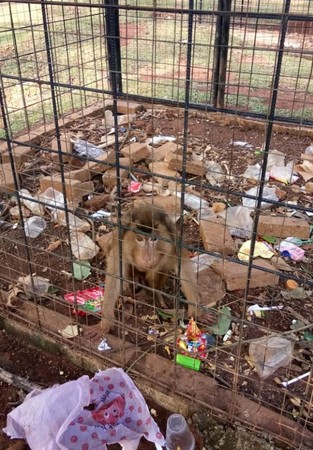 ▲最噁動物園2。（圖／gaskeun‏推特）