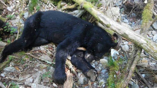 ▲向陽山屋附近的死亡台灣黑熊。（圖／取自林務局台東林業管理處）