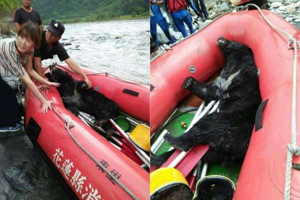 ▲台灣黑熊打撈起後，現場人員發現牠有多處獵具造成的傷口。（圖／翻攝自花東搶先報）