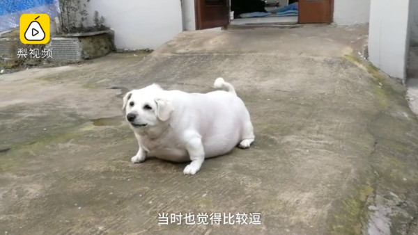 ▲▼大陸安徽有2隻狗胖到走路都有困難。（圖／翻攝自《梨視頻》）