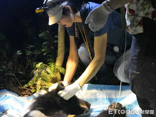 ▲台灣黑熊左前肢遭鋼絲套索勒住，救援人員為虛弱的黑熊進行緊急輸液，「黑熊媽媽」黃美秀老師（中）關心黑熊情況。（圖／花蓮林管處提供，下同）