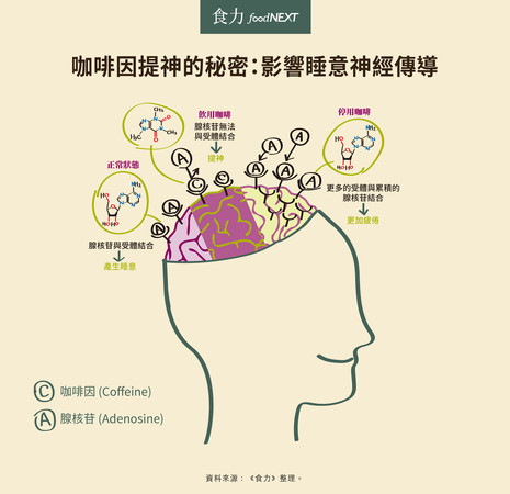 喝咖啡會骨鬆、牙齒變黃？關於咖啡的12個解答。（圖食力提供）