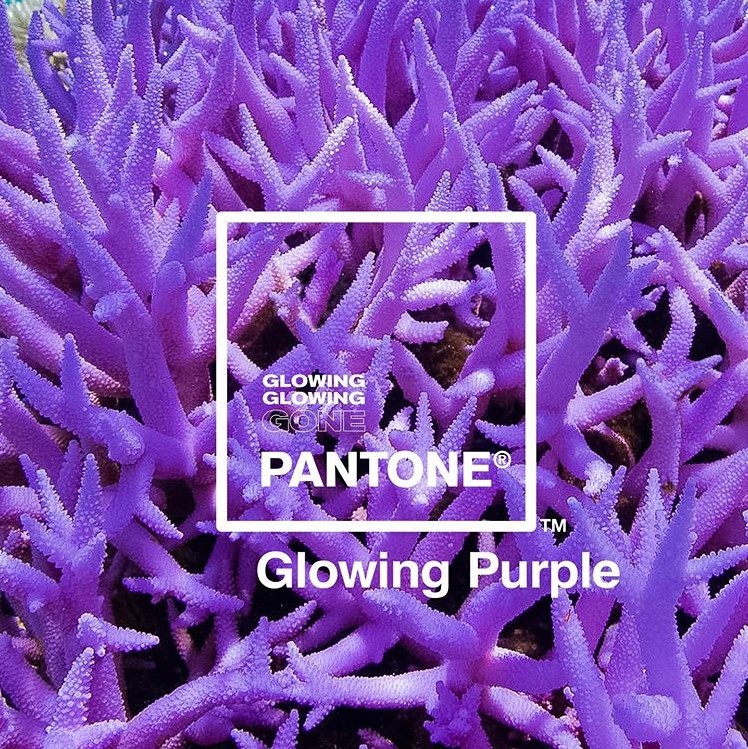 ▲Pantone全新三種珊瑚色。（圖／翻攝自glowinggone IG）