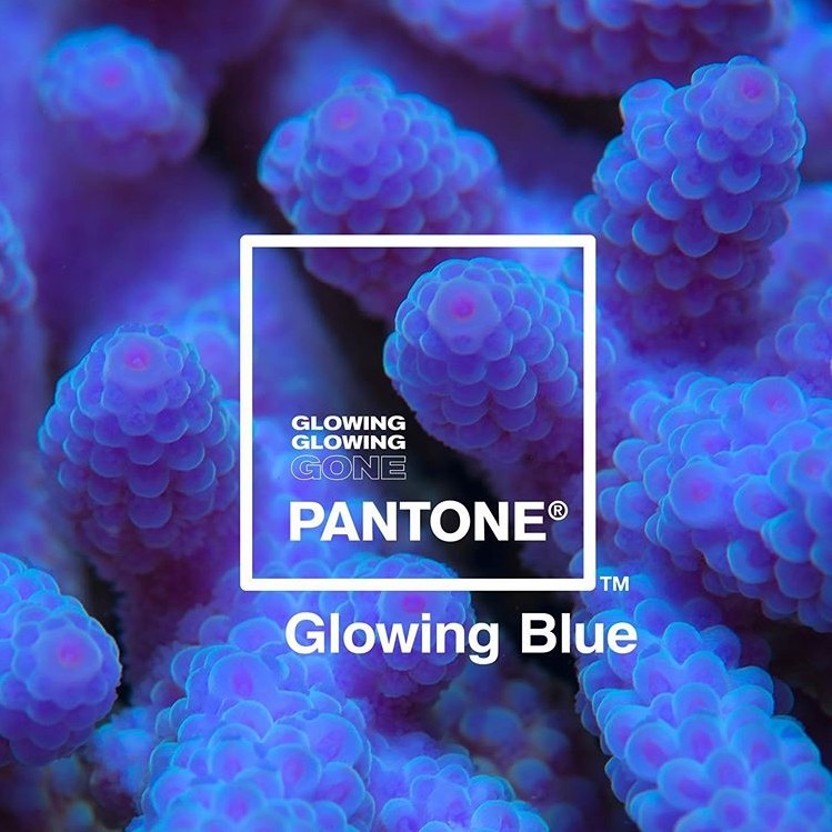 ▲Pantone全新三種珊瑚色。（圖／翻攝自glowinggone IG）