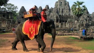 長時間載客過勞死　吳哥窟2020年禁止騎大象　還給象群久違的自由