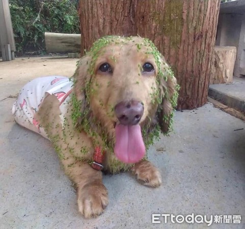 ▲奶油全身沾滿植物種子。（圖／有點毛毛的／網友齁亞麻授權提供，下同）