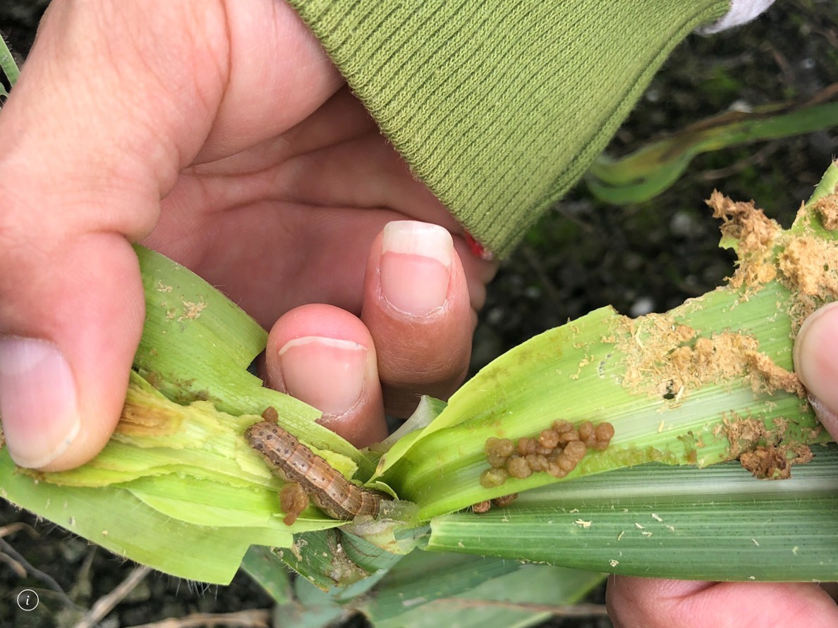 ▲秋行軍蟲幼蟲以啃食玉米植株中心嫩的部位居多。（圖／記者王兆麟翻攝，下同）