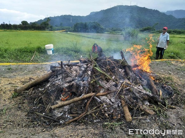 ▲受害田區採「現地焚毀」。