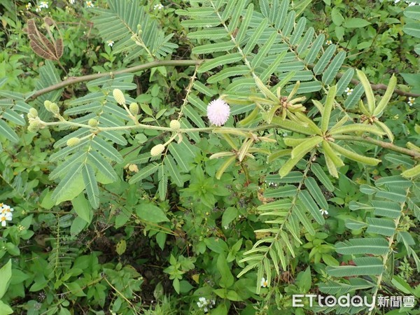 ▲▼刺軸含羞木全株生有毛茸和銳刺，植物本身會大量吸水，有很強的蒸散作用，所以溪流的水很快會消失，對溪流將會造成生態浩劫。（圖／台東林管處提供，下同）