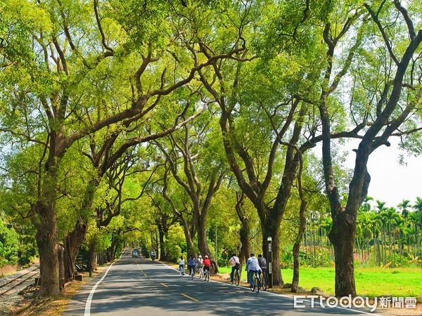 ▲▼集集綠色隧道。（圖／觀光局提供）