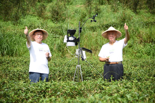 春茶歉收！國內首家食農加速器前進坪林　「好食好事」打造智慧茶園計畫（圖／公關提供）