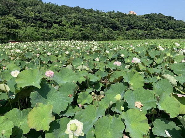 ▲三芝區山豬堀荷花田,三重疏洪荷花公園荷花,金山牡丹蓮,雙溪荷花照,。（圖／新北市政府綠美化環境景觀處）