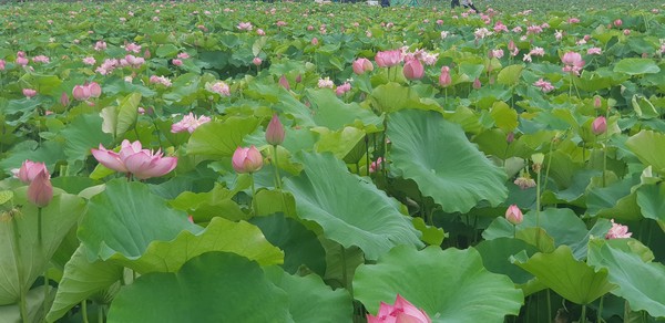 ▲三芝區山豬堀荷花田,三重疏洪荷花公園荷花,金山牡丹蓮,雙溪荷花照,。（圖／新北市政府綠美化環境景觀處）