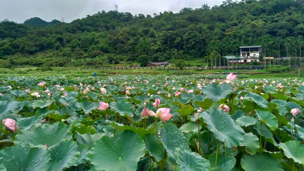 ▲雙溪區上林荷花田。（圖／新北市政府綠美化環境景觀處提供）