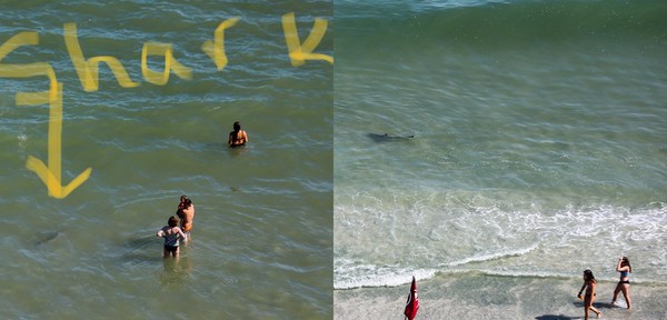 ▲▼美國默特爾海灘（Myrtle Beach）有鯊魚。（圖／翻攝自Facebook／Ginger Gilmer）