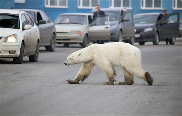 ▲一頭瘦骨嶙峋的野生北極熊，赫然被發現在諾里爾斯克車水馬龍的大馬路上「趴趴走」！（圖／翻攝自西伯利亞時報)