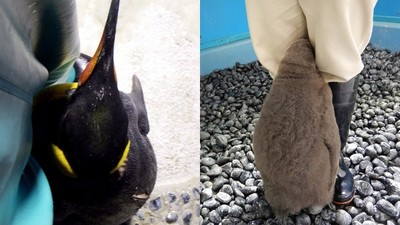 就是要黏緊緊！飼養員養大國王企鵝　海遊館：從小黏到大特愛雙腿縫