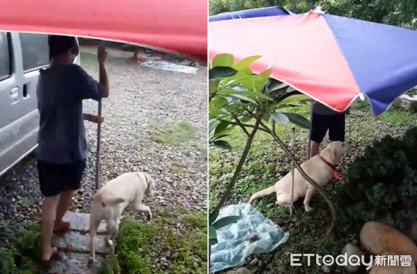 拉拉雨天上廁所，家人撐巨無霸傘。（圖／飼主陳禾屏提供，請勿隨意翻拍，以免侵權。）