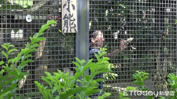 ▲▼保育類野生動物收容中心專題，馬來熊，餵食，照養員，郭嘉雯(嘉雯)。（圖／記者徐斌慎攝）