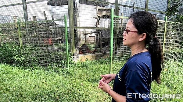 ▲▼保育類野生動物收容中心專題，馬來熊，餵食，照養員，郭嘉雯(嘉雯)。（圖／記者徐斌慎攝）