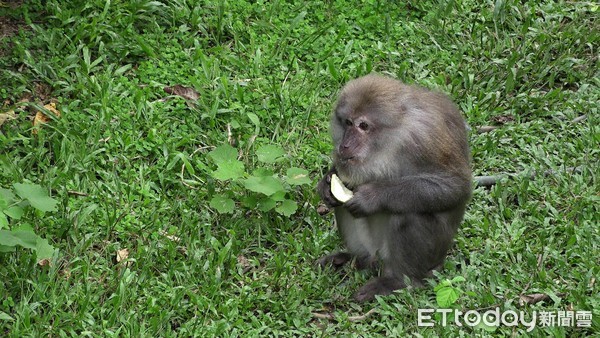 ▲▼保育類野生動物收容中心專題，獼猴組，餵食，照養員，凃昭安(小安)，陳雲浩(雲浩)。（圖／記者徐斌慎攝）