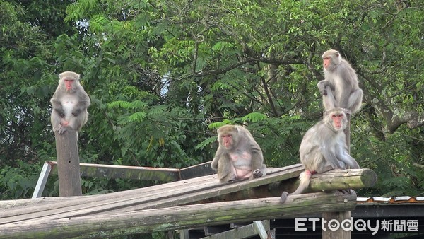 ▲▼保育類野生動物收容中心專題，獼猴組，餵食，照養員，凃昭安(小安)，陳雲浩(雲浩)。（圖／記者徐斌慎攝）