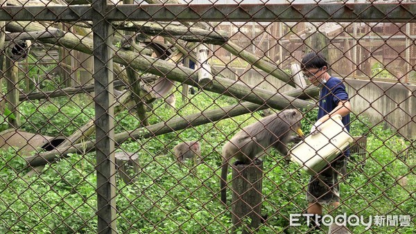 ▲▼保育類野生動物收容中心專題，獼猴組，餵食，照養員，凃昭安(小安)，陳雲浩(雲浩)。（圖／記者徐斌慎攝） 