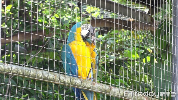 ▲▼保育類野生動物收容中心專題，獅虎「阿彪」，白手長臂猿「阿祿」，金剛鸚鵡。（圖／記者徐斌慎攝）