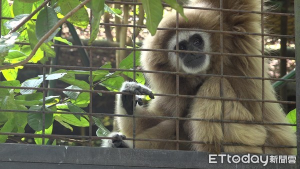 ▲▼保育類野生動物收容中心專題，獅虎「阿彪」，白手長臂猿「阿祿」，金剛鸚鵡。（圖／記者徐斌慎攝）