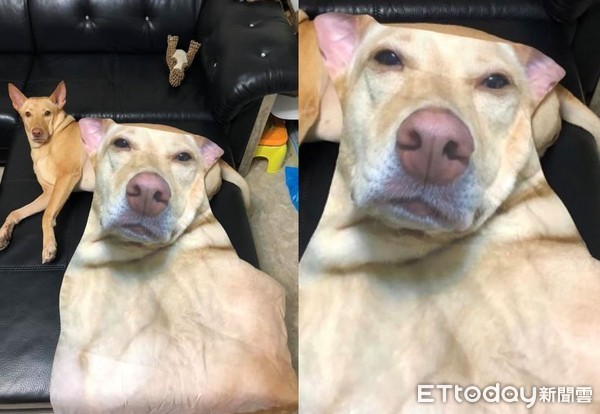 ▲米克斯摳逆吉哇。（圖／網友王瀚琦王瀚琦授權提供）