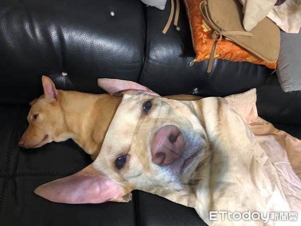 ▲米克斯摳逆吉哇。（圖／網友王瀚琦王瀚琦授權提供）