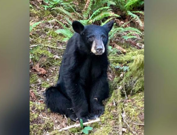 ▲▼ 美國俄勒岡州一隻不怕生的小黑熊被安樂死 。（圖／翻攝自推特@WCSOOregon）