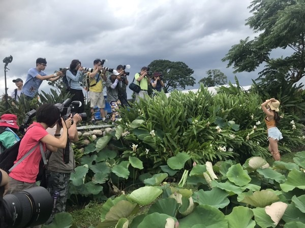 ▲中社花市首辦荷花美人攝影比賽。（圖／中社花市提供）