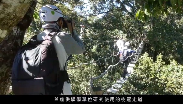 ▲樹冠層。（圖／翻攝自雪霸國家公園）