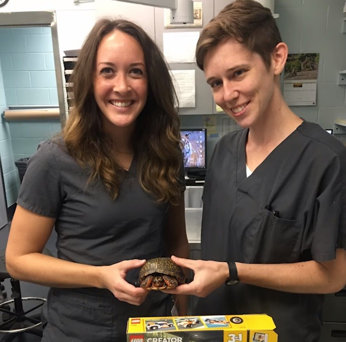 ▲▼重生的烏龜。（圖／翻攝自Facebook／LSU Veterinary Teaching Hospital）