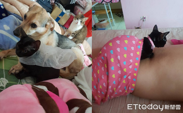 ▲▼黑貓偷吃被抓！咬住貢丸不放　樓下汪眼睛發亮：快點掉下來～（圖／網友Bobo Su&lrm;授權提供）