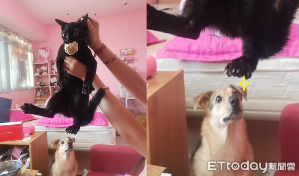▲▼黑貓偷吃被抓！咬住貢丸不放　樓下汪眼睛發亮：快點掉下來～（圖／網友Bobo Su&lrm;授權提供）
