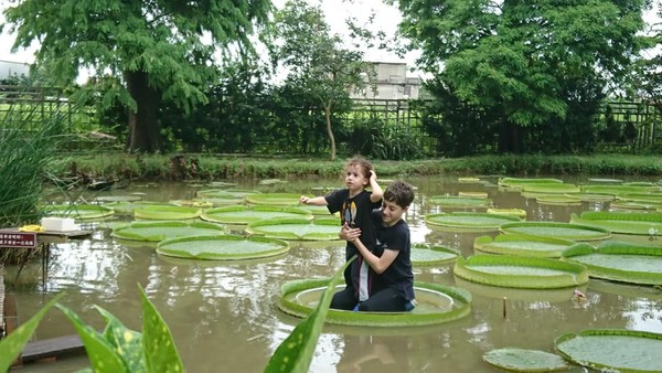 ▲2019桃園蓮花季。（圖／翻攝自觀音區蓮花園休閒農業區-2019桃園蓮花季粉絲專頁）