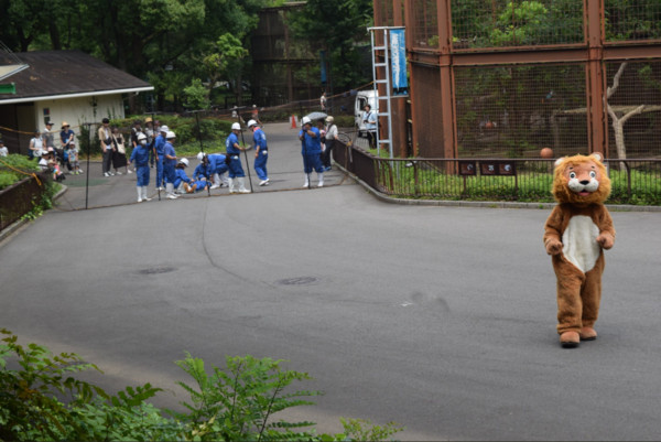 ▲▼日本動物園員工扮成獅子上演動物脫逃訓練，被成功誘捕的過程讓一旁真正的獅子看傻眼。（圖／翻攝自推特／@tobezooofficial）
