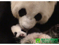 「圓仔」70多天大，要大家幫牠取名。（圖／台北市立動物園）