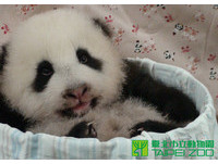 「圓仔」70多天大，要大家幫牠取名。（圖／台北市立動物園）