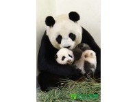 「圓仔」79天大，體重為5089公克，開始長牙了。（圖／台北市立動物園）