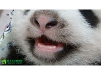 「圓仔」79天大，體重為5089公克，開始長牙了。（圖／台北市立動物園）