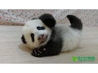 「圓仔」87日齡介紹緬甸星龜。（圖／台北市立動物園）