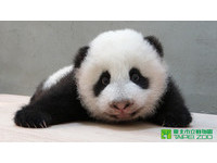 「圓仔」88日齡、體重5640公克。（圖／台北市立動物園）