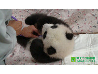 「圓仔」94日齡。（圖／台北市立動物園）