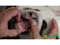 「圓仔」94日齡。（圖／台北市立動物園）