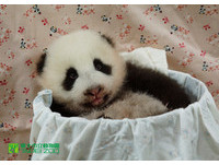 「圓仔」已經73天大了，體重直逼4557公克。（圖／台北市立動物園）