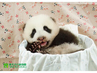 「圓仔」已經73天大了，體重直逼4557公克。（圖／台北市立動物園）