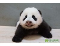 9月26日圓仔邀大家保育上手，甜在口中。（圖／台北市立動物園）